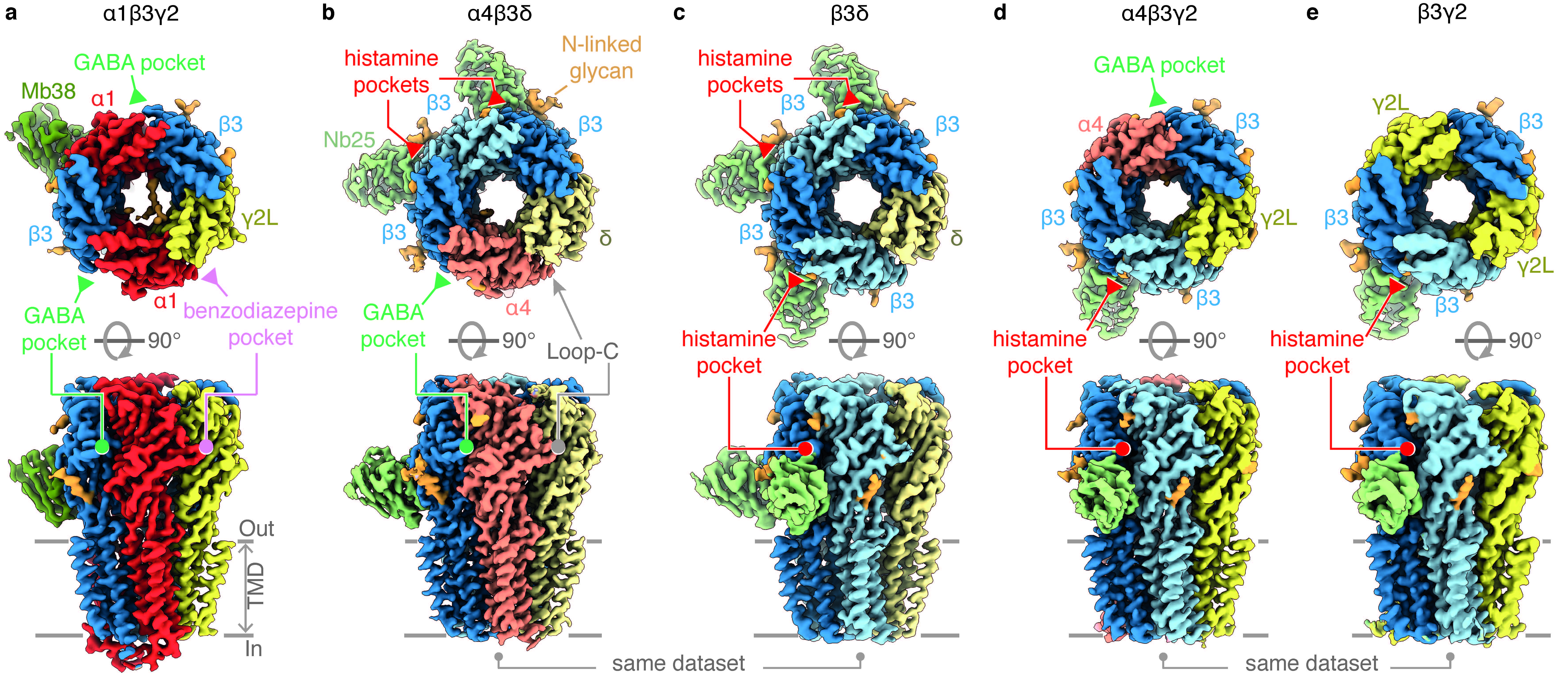 Diagram illustrating the differential assembly of GABAA receptors.