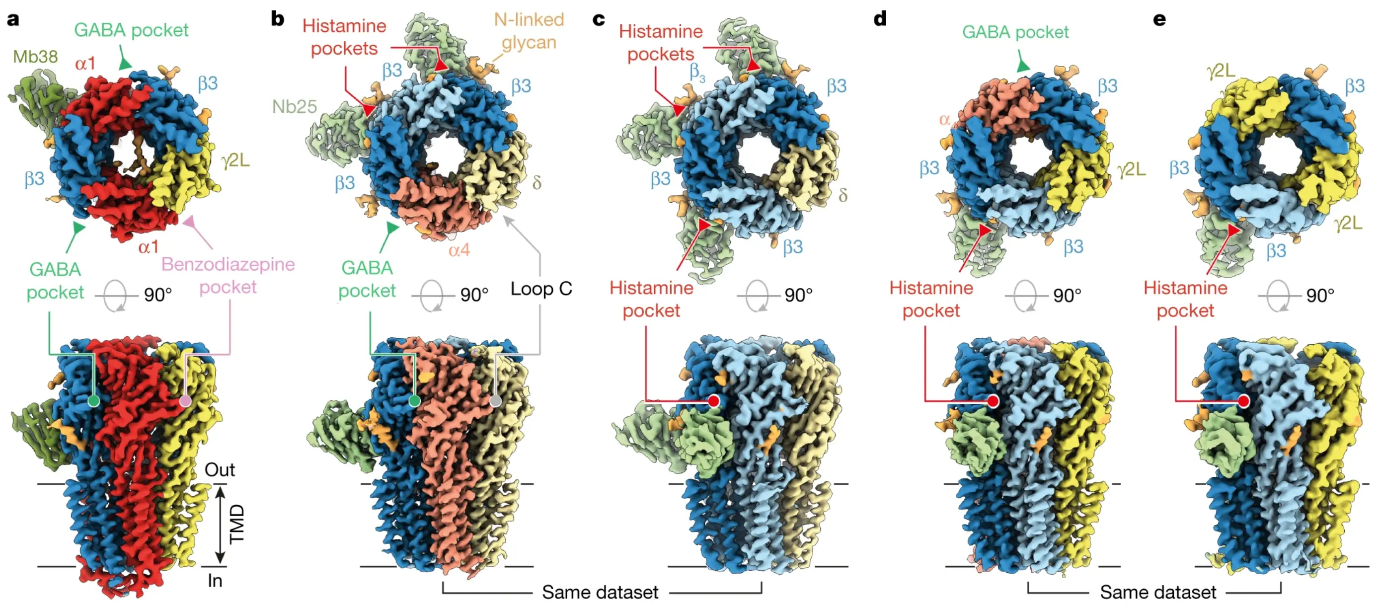 Diagram illustrating the differential assembly of GABAA receptors.
